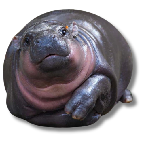 Hippo Image